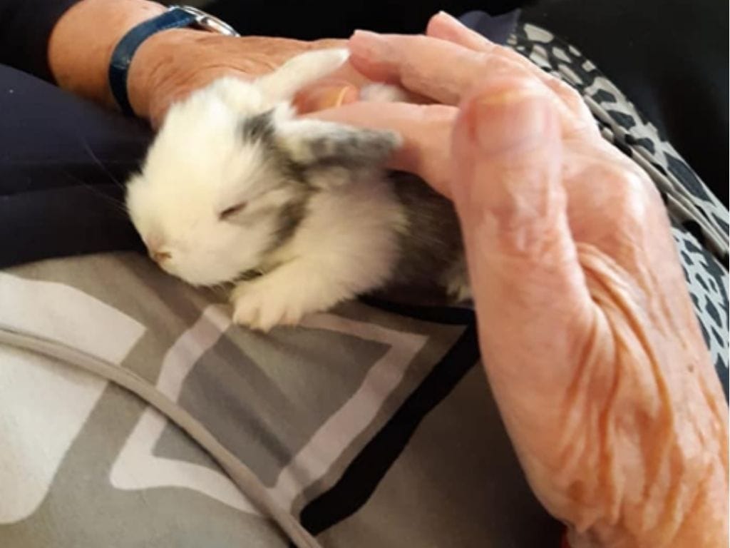 Twee handen die een klein konijntje aaien dat op schoot zit.